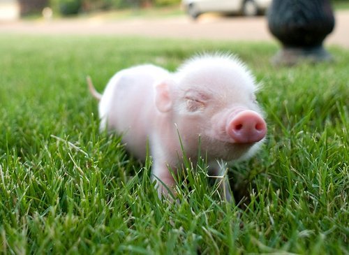 horrorsiouxsie:  No disease, only piglets.