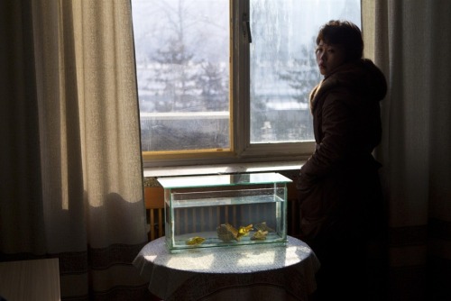 Light shines through a window on to a tank filled with goldfish inside an office at the Korean Centr