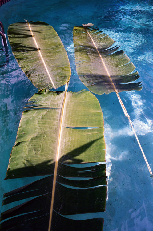 Palms in the pool. PR. 2012