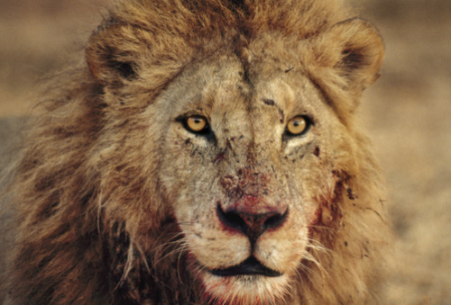 Taken at the Masai Mara Reserve, Kenya, by Frans Lanting. 