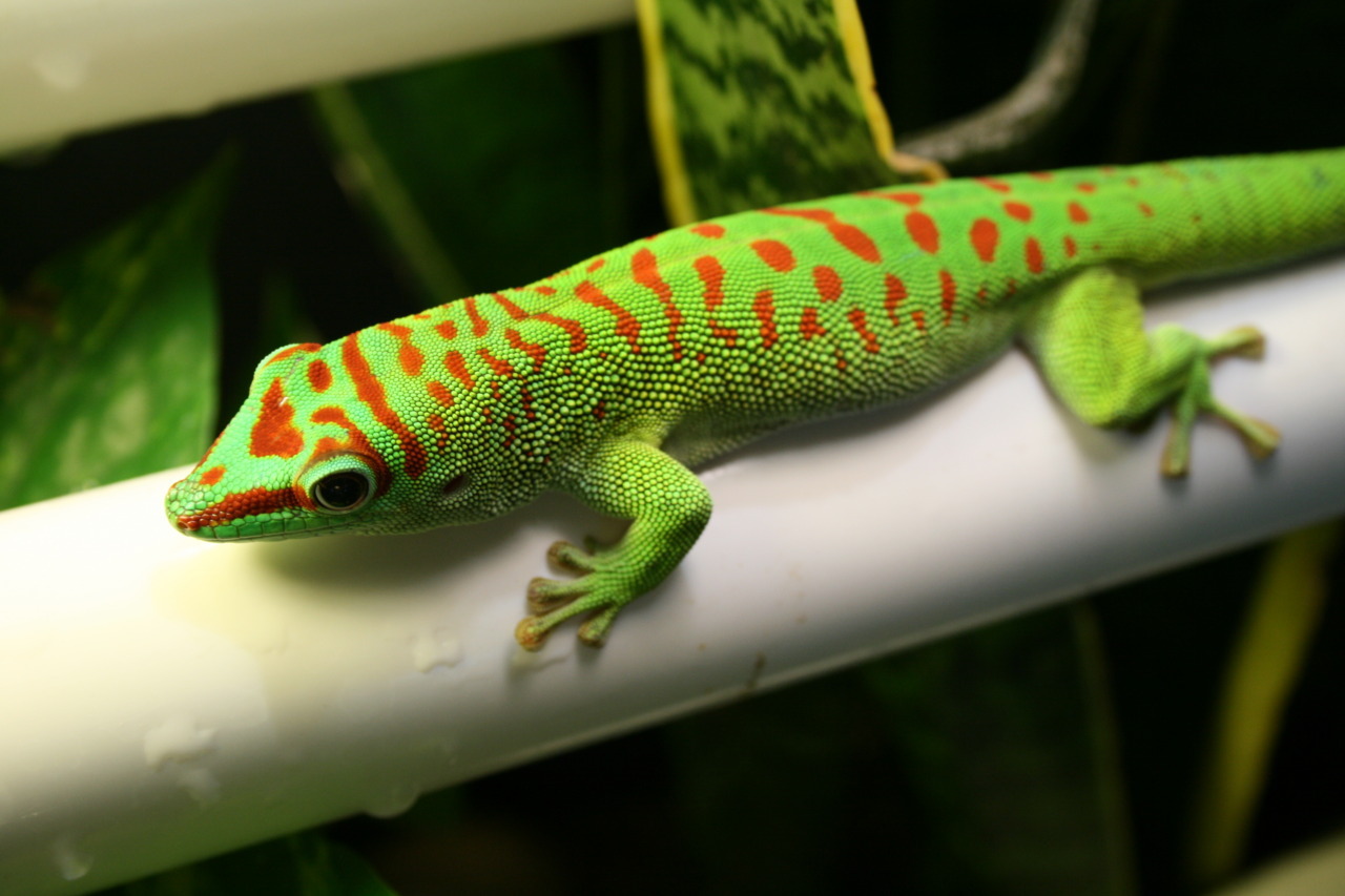 Lille bitte kiwi krølle Reptile Facts — A Crimson Giant Day Gecko (Phelsuma grandis or...