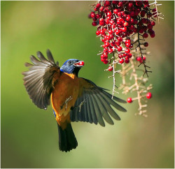 magicalnaturetour:  #390 黃腹燦啄 (Midair Peck) by John&amp;Fish 新書&lt;飛羽台灣&gt;發表中 on Flickr. :) 