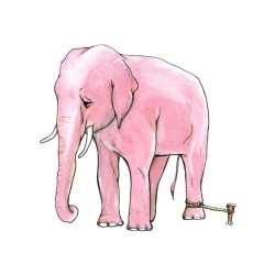 thecapellan:  When the elephant is young