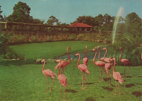 atomic-cherry-bomb:
“ pastelpets:
“ Vintage Flamingo Postcard
” ”