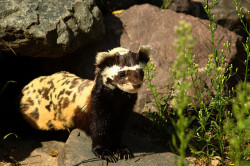 I LOVE MARBLED POLECATS I WANT ONE THEY JUST