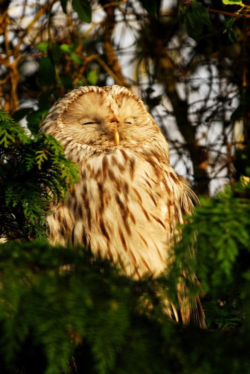 earth-song:sleep owl