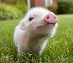 funnywildlife:  Piglet!!