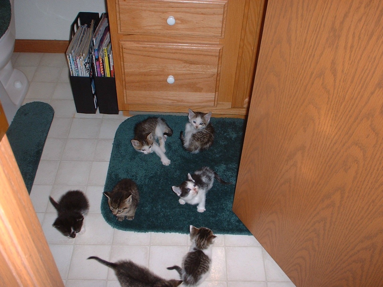 kittenskittenskittens