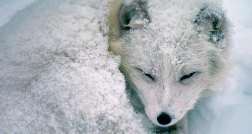 Funny Wildlife