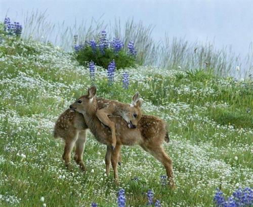 Funny Wildlife