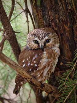 joe65:  Northern Saw-Whet Owl  