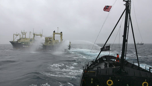 Sea Shepherd says 3 members injured by Japanese whalers
The anti-whaling demonstrators were injured after Japanese crew members used grappling hooks and bamboo poles against them in a high-seas clash.