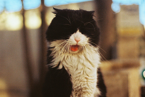 Porn Pics onenighttofall:  Yawning cat (by Burnt God)