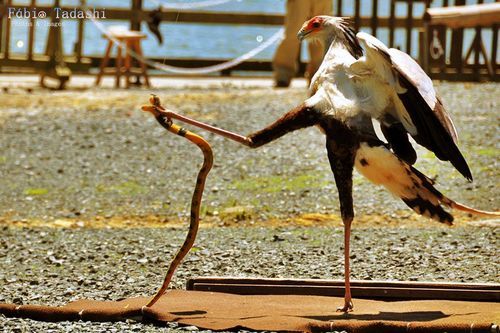 fat-birds:  prettybirds:  Secretary Bird showing a cobra who’s boss  This is why