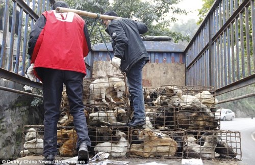 name-a-bee-after-me:  pattysmind:  psychedelicmandala:  Truck full of dogs crammed into tiny cages a