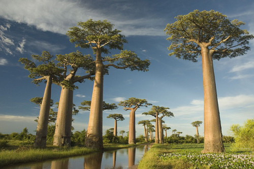 by Taishi.M on Flickr.Madagascar has famous avenue of baobab trees in the island’s south-west 