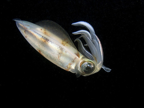 zolanimals: Calamari Squid by käptncook