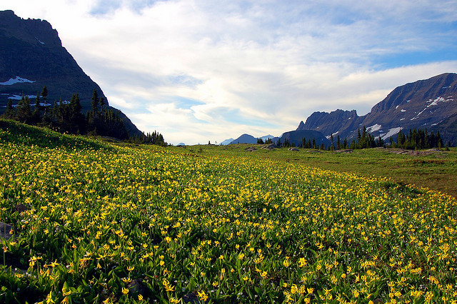 baileelovescrysta:
“Logan Pass Meadow by lowcountryboil on Flickr.
”