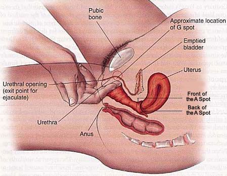 How to find the gspot. Do it. It’s adult photos