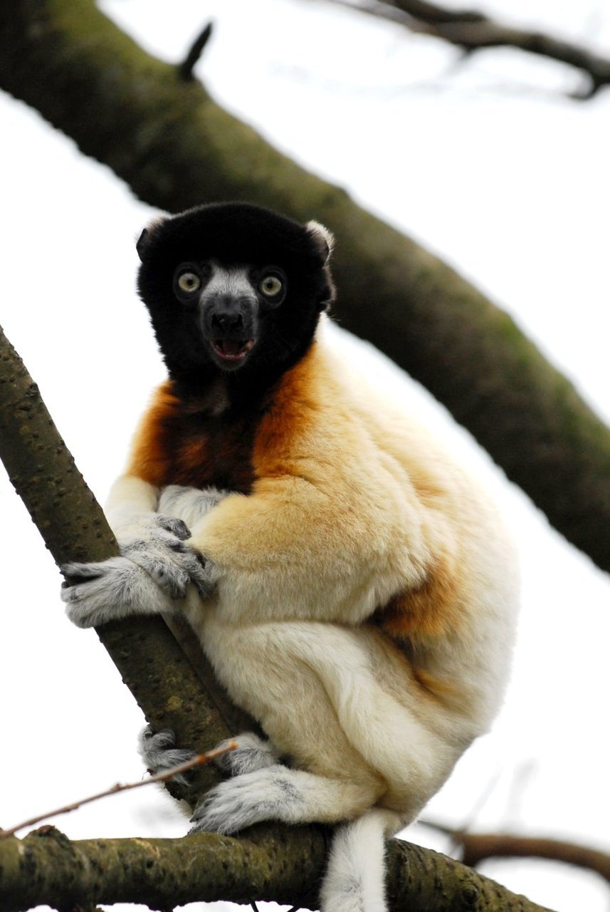 earth-song:  Crowned sifaka at cotswold wildlife park. Copyright © SaF Images. All