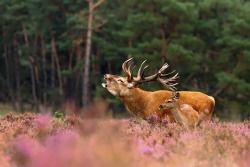 earth-song:  Red Deer (cervus elapsus) during