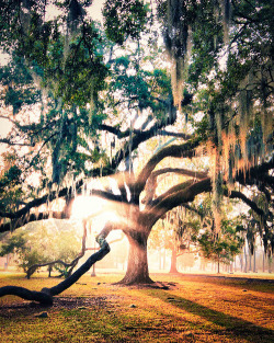 bluepueblo:  Spanish Moss Sunrise, Savannah, Georgia photo via besttravelphotos 