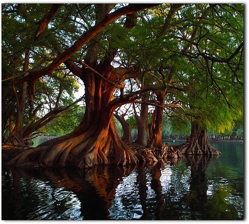 bluepueblo:  Cyprus Trees, Michoacan, Mexico photo via morganthom 