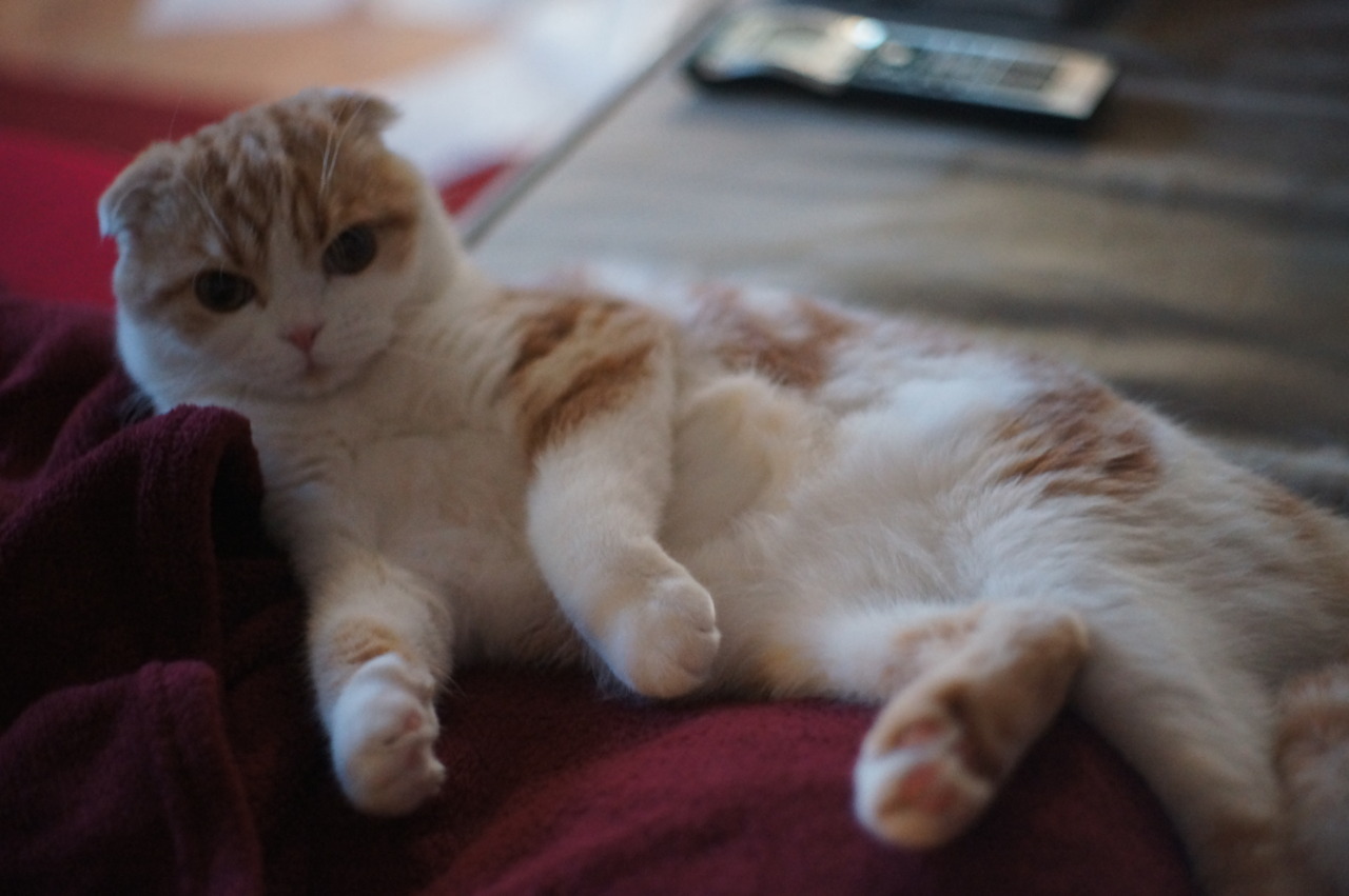 waffles-the-cat:  Sexy pose 