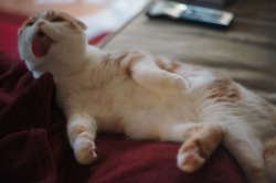 waffles-the-cat:  Sexy pose 
