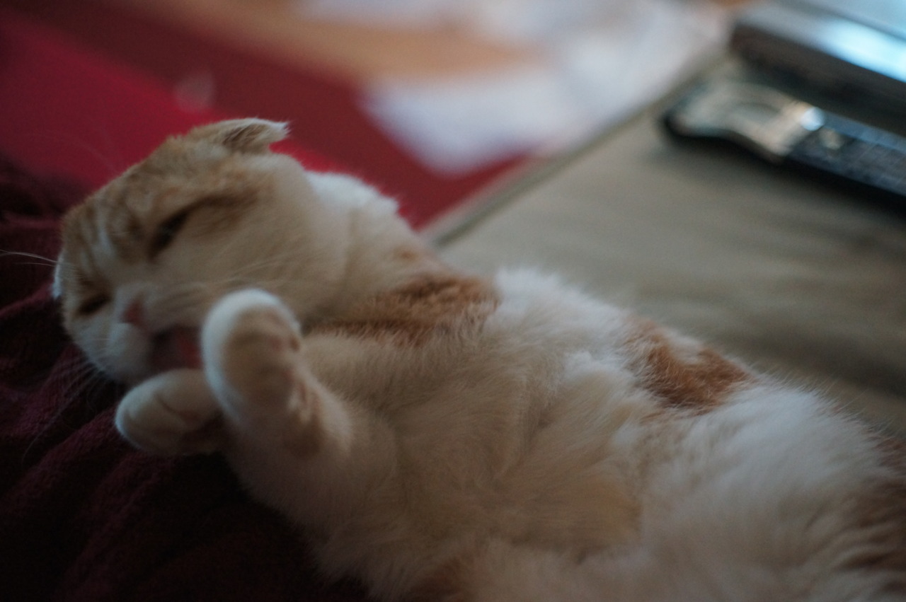waffles-the-cat:  Sexy pose 