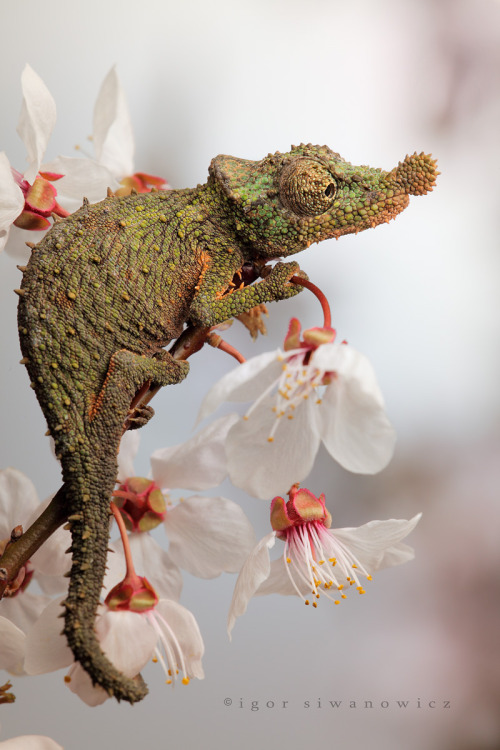 rhamphotheca:
“ reptilefacts:
“ Another Rosette Nosed Chameleon, (Rhampholeon spinosus). Sadly I can’t find much on these little beauties, apart from a couple of forum threads. They sound to be a difficult little species to keep in captivity and not...