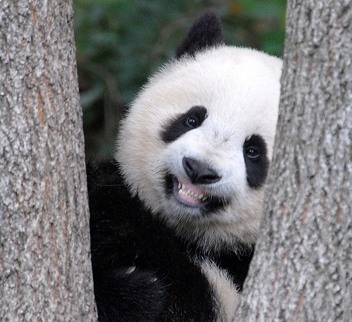 Giant Panda Photos