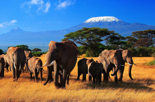by | HD | on Flickr.The Giants of Africa in Amboseli, Kenya with snowy Kilimanjaro in the background