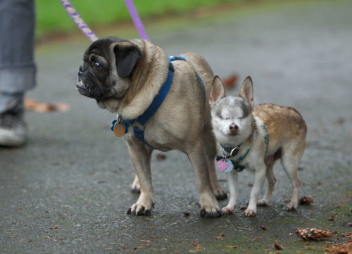 Buddy Nixon, the pug, leads around, Diego, the blind Chihuahua. Diego follows Buddy Nixon by the sou