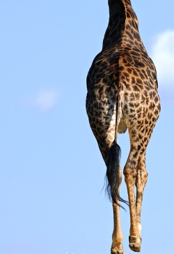  Balancing Giraffe by Roger de la Harpe 