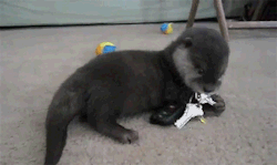 blameitonthesilence:  sherlockedandnotginger:  how-to-succeed-at-fangirling:  psychoticmist:  godtierkris:  darkforestwarrior:   EVERYONE STOP WHAT YOU’RE DOING AND REBLOG BECAUSE THERE IS A BABY OTTER PLAYING WITH A SET OF CAR KEYS ON YOUR DASH OKAY