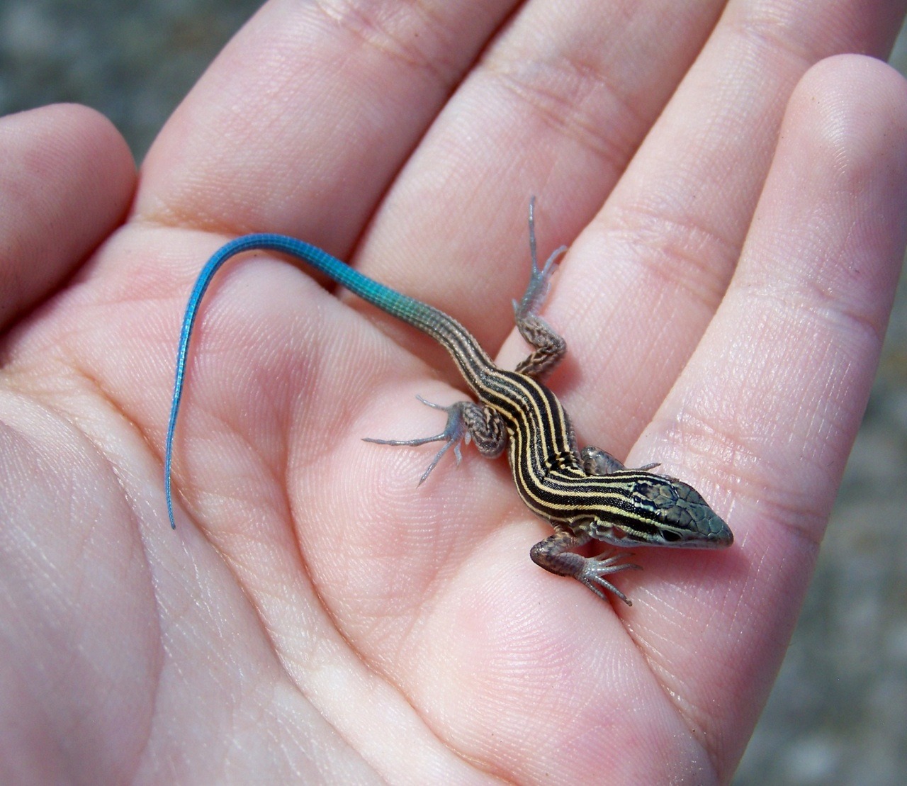 dewzilla:  have I mentioned how much I fuckin love lizards shit I don’t even know