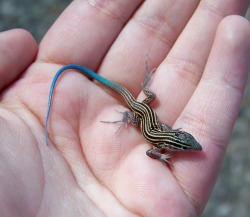 dewzilla:  have I mentioned how much I fuckin love lizards shit I don’t even know what these are called but they’re so hard to catch  Looks like a Blue-Tailed Skink to me