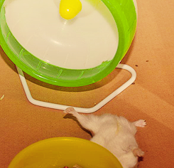 selen-ass:  my friend’s hamster having a tough time with the wheel 