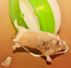 selen-ass:  my friend’s hamster having a tough time with the wheel 