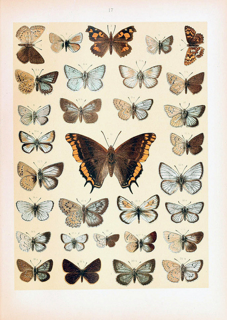 dendroica:  dieschmetterling03hof_0077 by Bennyboymothman on Flickr. 