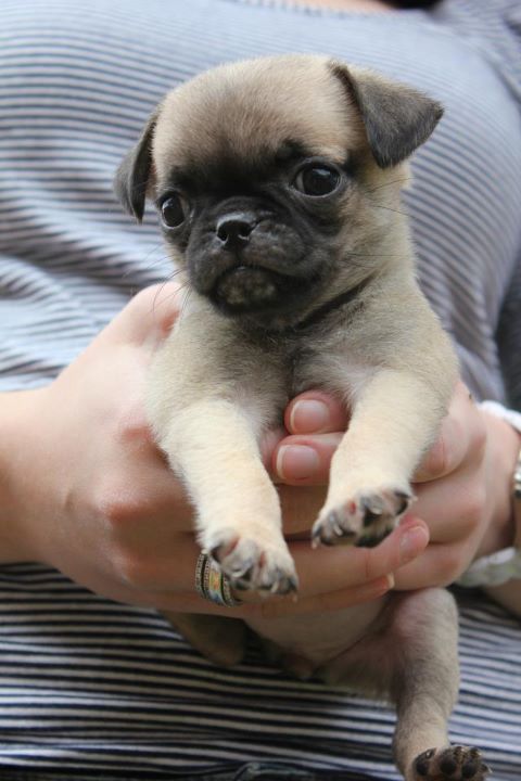 ilovepugs:  from afterthecredits: my new pug penny!