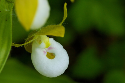 Cypripedium californicum, whose range is restricted to the mountains of southwestern Oregon and northern California. Stems usually bear 3 to 12 flowers, but can have as many as 21. Photographed in situ in the Cook and Green Pass Botanical Area in...