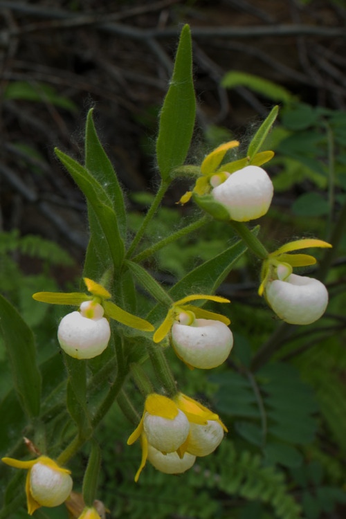 Cypripedium californicum, whose range is restricted to the mountains of southwestern Oregon and northern California. Stems usually bear 3 to 12 flowers, but can have as many as 21. Photographed in situ in the Cook and Green Pass Botanical Area in...
