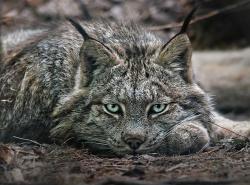kattenfelix:  animals-animals-animals:  Canadian Lynx (by StoneHorse Studios)  Khajiit 