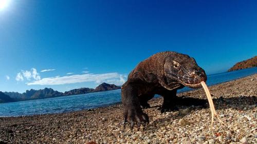 alchymista-blog:
“ The name and appearance of the Komodo dragon is straight out of legend. In reality these are huge, heavily-built monitor lizards - the biggest lizards in the world. The largest accurately recorded dragon was 3.1m long and a weighty...