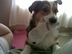 corgiaddict:  Good morning, I brought you your sock! I’m such a good help. Pip (my pemmie/mini australian shepherd mix) at 9 months.