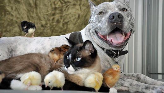 Where can you see a Roomba-riding cat and a pit bull that snuggles with fuzzy chicks and baby bunnies? Right here.