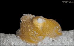 tentacritters:  Bobtail squid burying itself in sand Order Sepiolida 