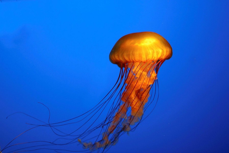 cwnl:  IC443: Jellyfish Comparisons by Gordon Haynes 
